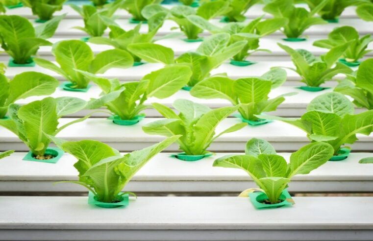 Everything you need to know about hydroponic gardening