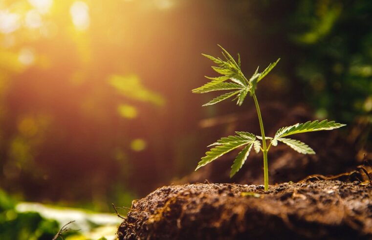 Indoors or Out: How Do Cannabis Growers Decide