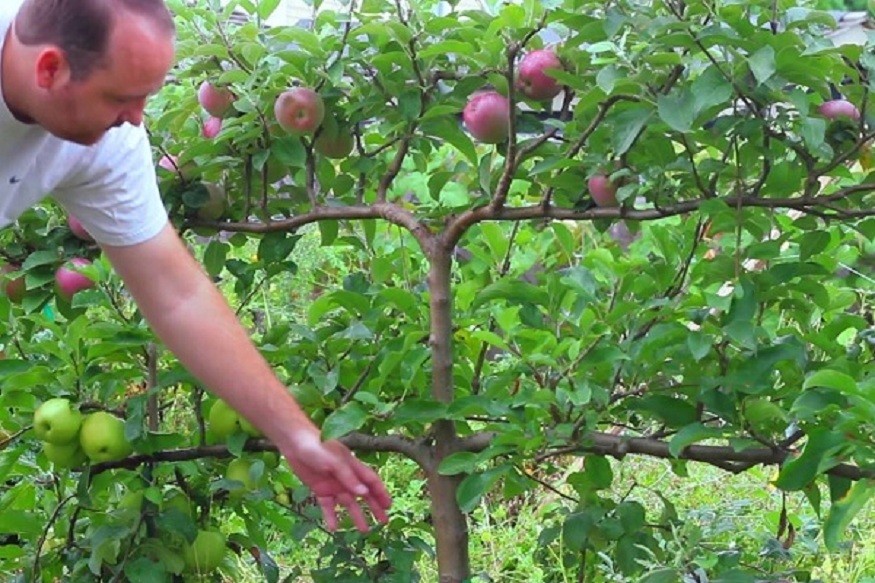 Fan and espalier apple trees planting